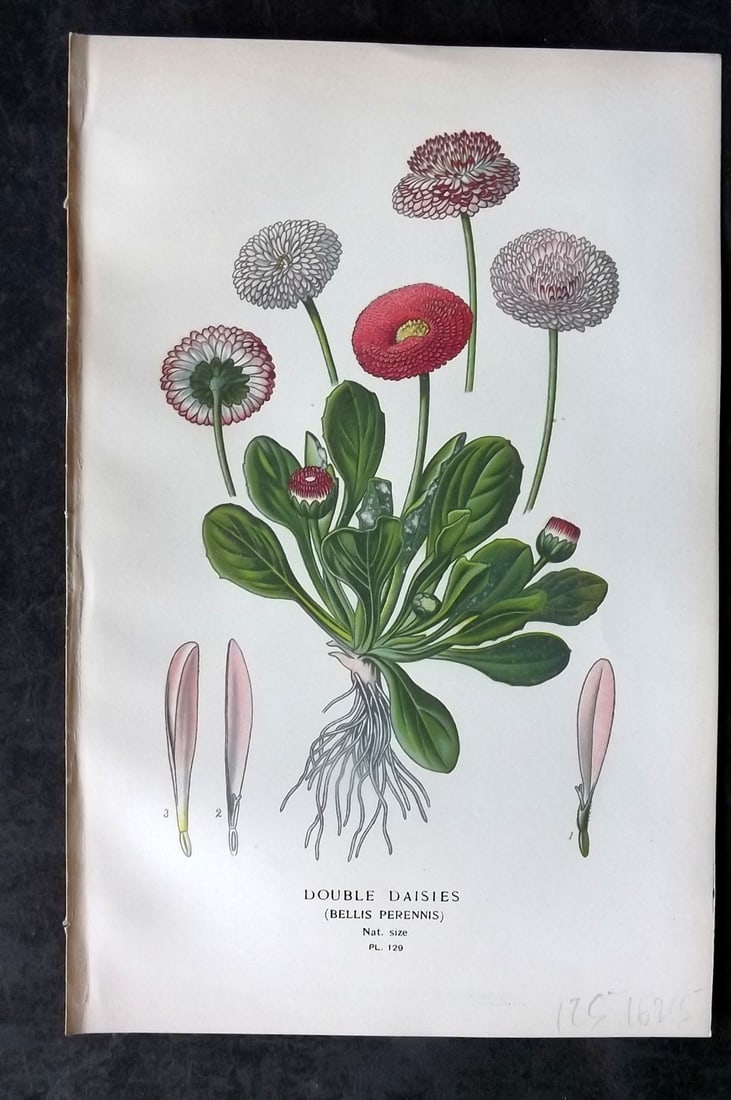 Step, Edward 1897 Antique Botanical Print. Double Daisies 129: Chromolithograph Published 1896-97 by Frederick Warne & Co., London for "Favourite Flowers of Garden and Greenhouse" by Edward Step and William Watson. Paper Size: 9 x 6 inch (23 x 15cm) Good Conditio