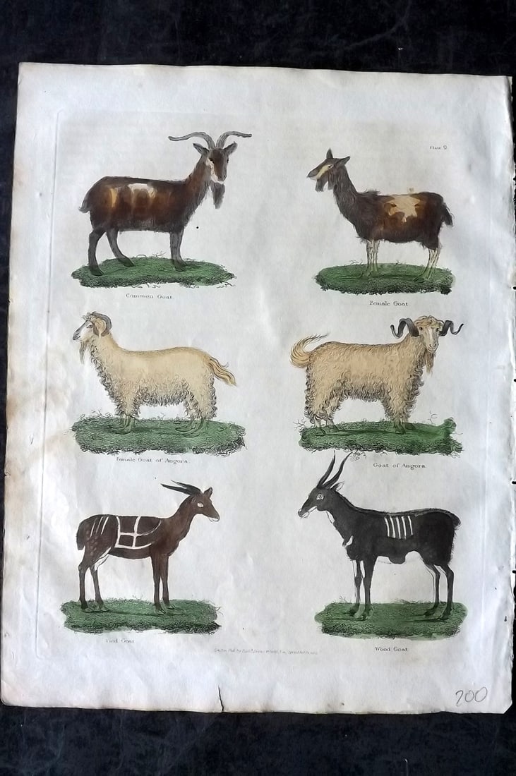 Buffon & Smellie 1828 Hand Col Print. Goats 09: Hand Colored Copper Plate Published 1828 by Thomas Kelly, London for "A Natural History, General and Particular..." by The Comte de Buffon and William Smellie. Paper Size: 10.5 x 8 inch (27 x 21cm) Mi