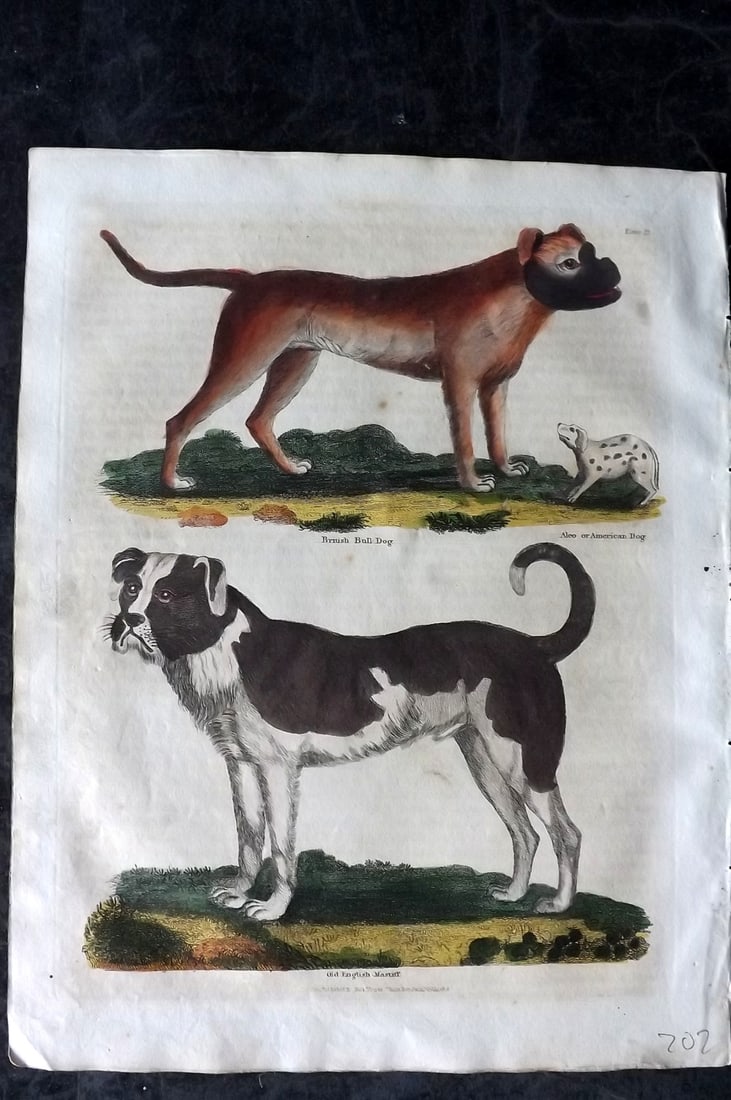 Buffon & Smellie 1828 Hand Col Print. British Bull Dog, Old English Mastiff 23: Hand Colored Copper Plate Published 1828 by Thomas Kelly, London for "A Natural History, General and Particular..." by The Comte de Buffon and William Smellie. Paper Size: 10.5 x 8 inch (27 x 21cm) Mi