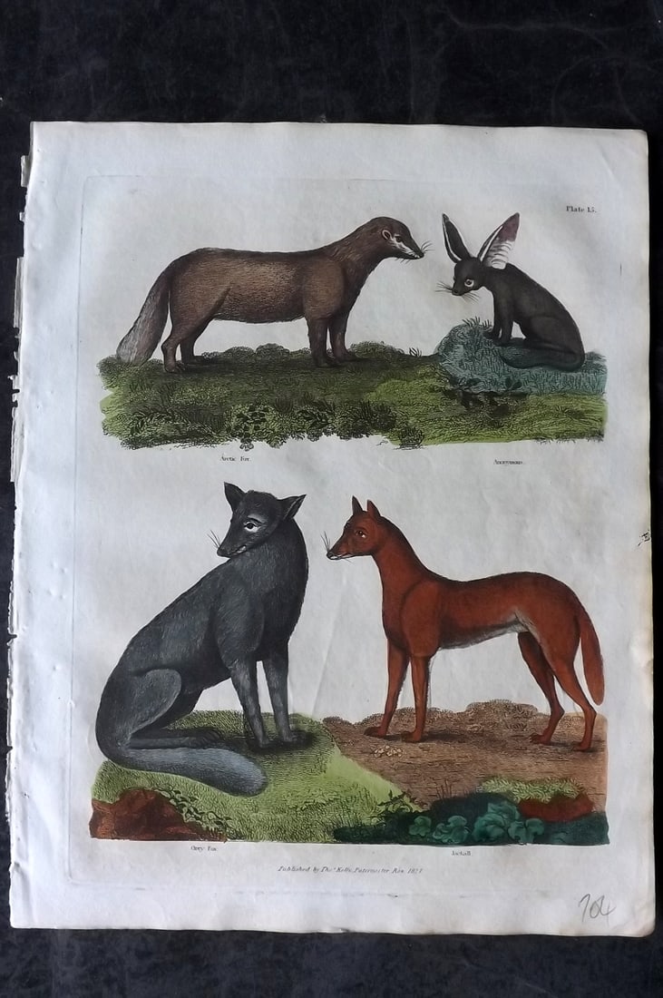 Buffon & Smellie 1828 Hand Col Print. Anonymous Animal, Jackal, Arcic & Grey Fox 15: Hand Colored Copper Plate Published 1828 by Thomas Kelly, London for "A Natural History, General and Particular..." by The Comte de Buffon and William Smellie. Paper Size: 10.5 x 8 inch (27 x 21cm) Ve