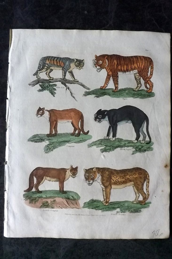 Buffon & Smellie 1828 Hand Col Print. Tiger, Wild Cat, Cougar, Panther 06 (1 of 1)