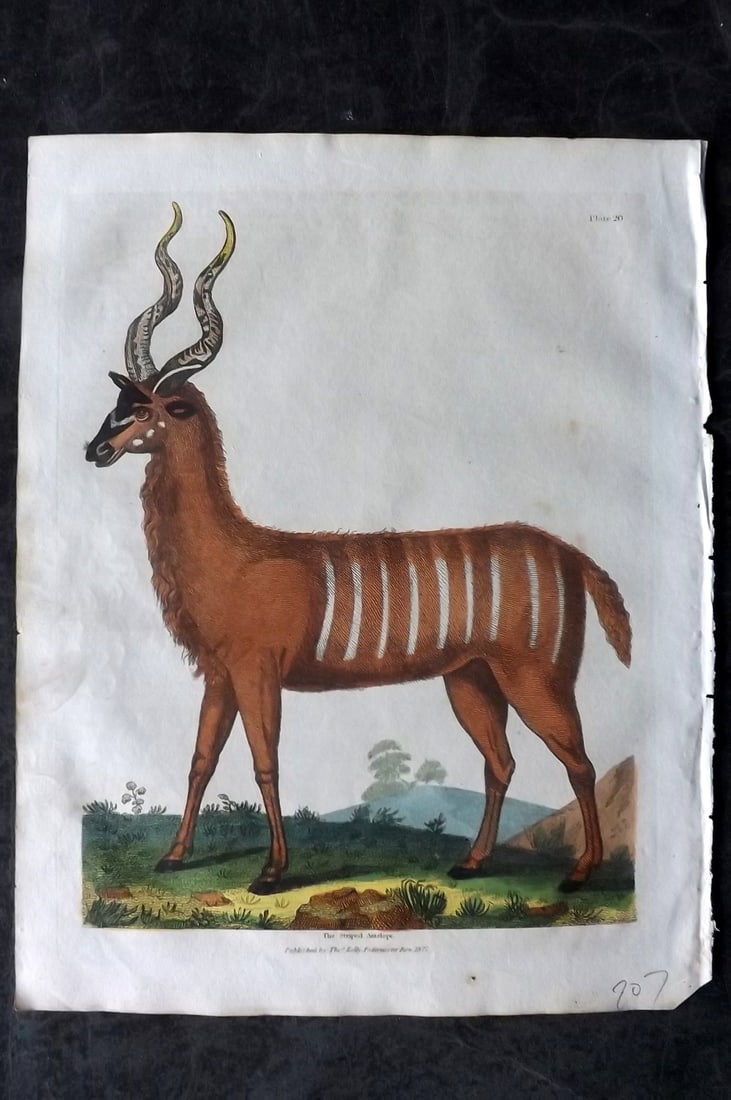 Buffon & Smellie 1828 Hand Col Print. Striped Antelope 20: Hand Colored Copper Plate Published 1828 by Thomas Kelly, London for "A Natural History, General and Particular..." by The Comte de Buffon and William Smellie. Paper Size: 10.5 x 8 inch (27 x 21cm) Go