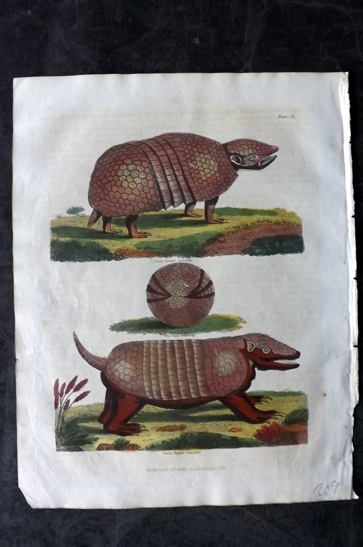 Buffon & Smellie 1828 Hand Col Print. Armadillo (1 of 1)