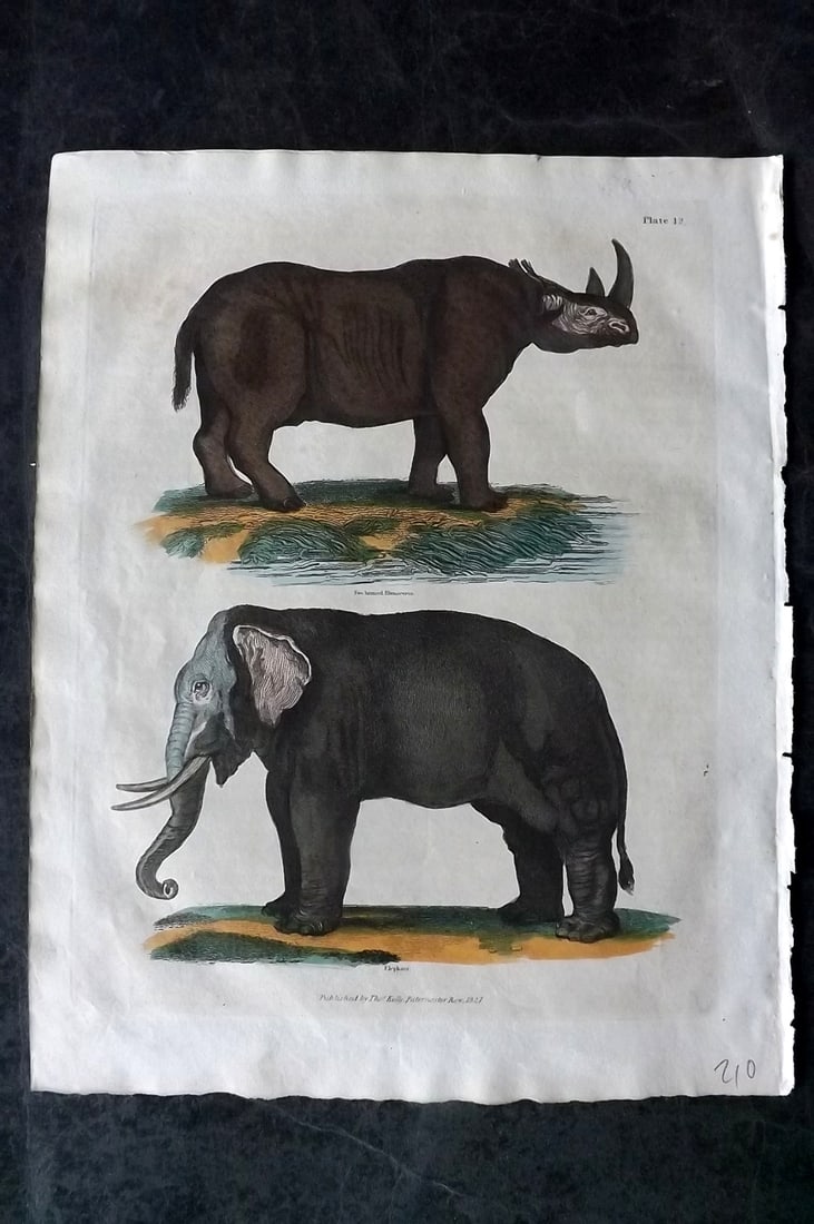 Buffon & Smellie 1828 Hand Col Print. Elephant & Rhino: Hand Colored Copper Plate Published 1828 by Thomas Kelly, London for "A Natural History, General and Particular..." by The Comte de Buffon and William Smellie. Paper Size: 10.5 x 8 inch (27 x 21cm) Mi