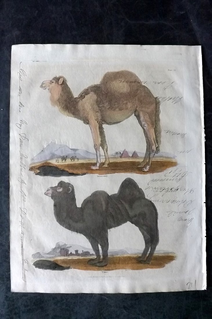 Buffon & Smellie 1828 Hand Col Print. Camel, Dromedary (Faults) (1 of 1)