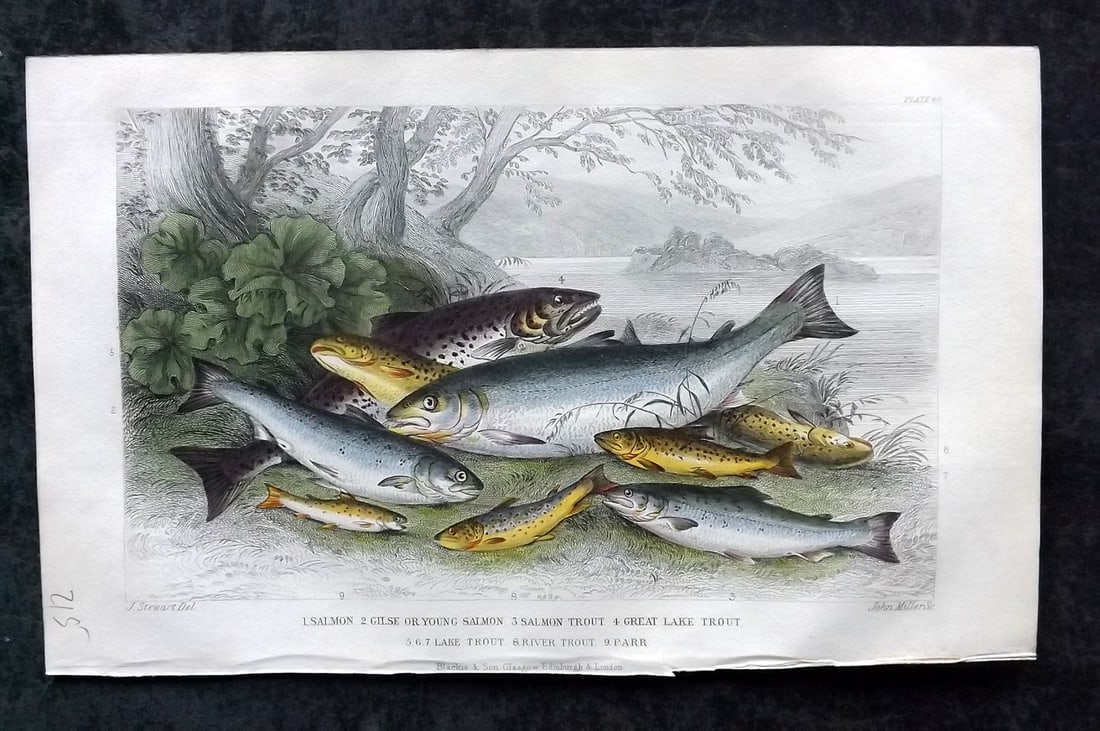 Goldsmith, Oliver 1852 Hand Col Fish Print. Salmon, Trout, Parr (1 of 1)