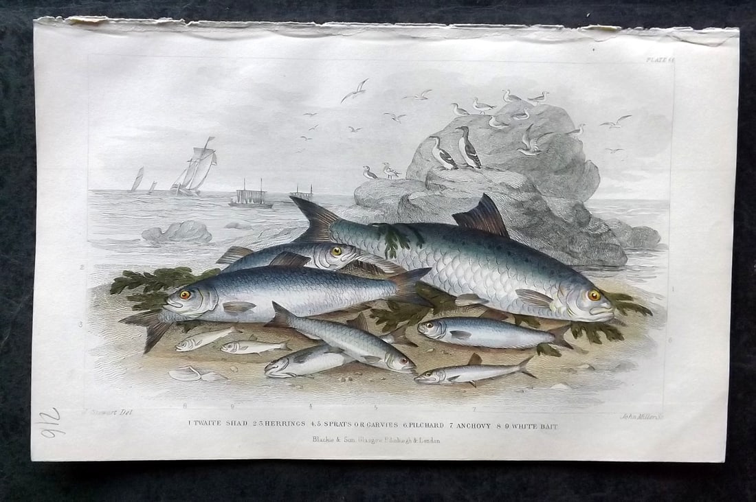 Goldsmith, Oliver 1852 Hand Col Fish Print. Shad, Herring, Pilchard, Anchovy: Hand Colored Steel Engraving Published 1852 by Blackie & Son, London for "A History of the Earth and Animated Nature" by Oliver Goldsmith. Paper Size: 9.5 x 6 inch (24 x 16cm) Good Condition