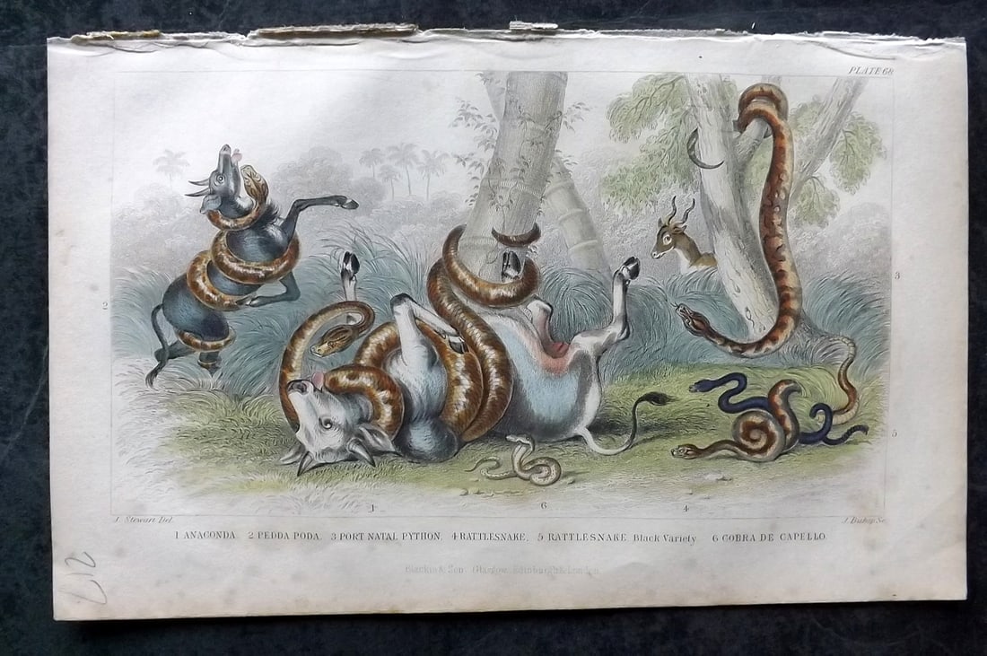 Goldsmith, Oliver 1852 Hand Col Print. Anaconda attacking Prey. Python, Rattle Snake, Cobra: Hand Colored Steel Engraving Published 1852 by Blackie & Son, London for "A History of the Earth and Animated Nature" by Oliver Goldsmith. Paper Size: 9.5 x 6 inch (24 x 16cm) Minor margin toning. Goo