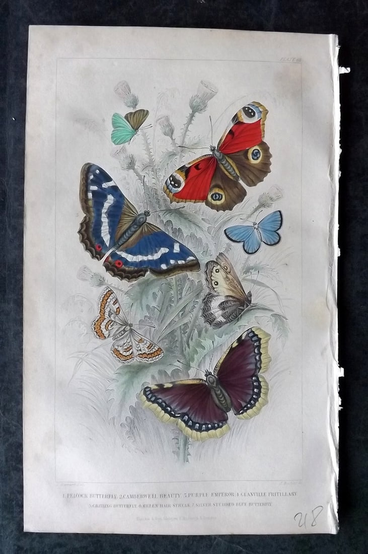 Goldsmith, Oliver 1852 Hand Col Print. Peacock, Camberwell, Purple Emperor, Fritillary Butterfly (1 of 1)