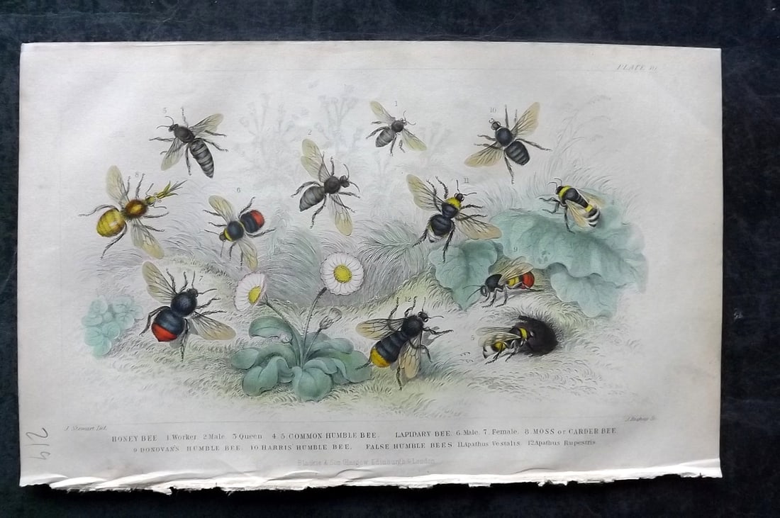 Goldsmith, Oliver 1852 Hand Col Print. Bees (1 of 1)