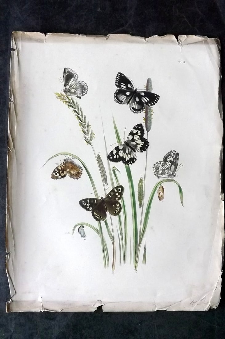 Humphreys & Westwood 1849 Antique Hand Col Butterfly Print 17: Hand Colored Lithograph Published 1849, London for "British Butterflies and their Transformations" by Henry Noel Humphreys & Joseph Westwood. Paper Size: 11 x 8 inch (28 x 21cm) Minor background tonin
