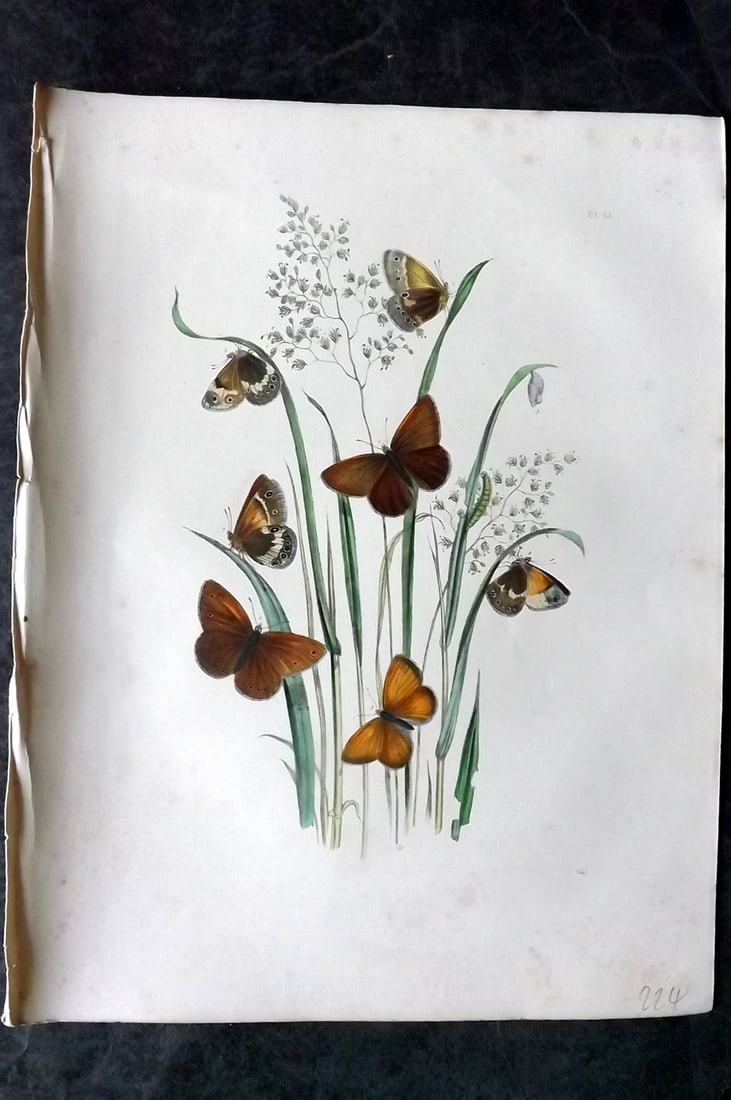 Humphreys & Westwood 1849 Antique Hand Col Butterfly Print 21 (1 of 1)