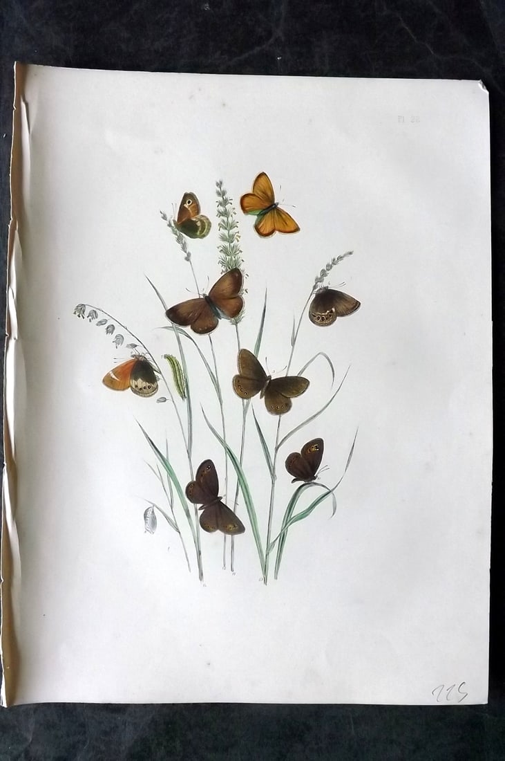 Humphreys & Westwood 1849 Antique Hand Col Butterfly Print 22: Hand Colored Lithograph Published 1849, London for "British Butterflies and their Transformations" by Henry Noel Humphreys & Joseph Westwood. Paper Size: 11 x 8 inch (28 x 21cm) Minor background tonin