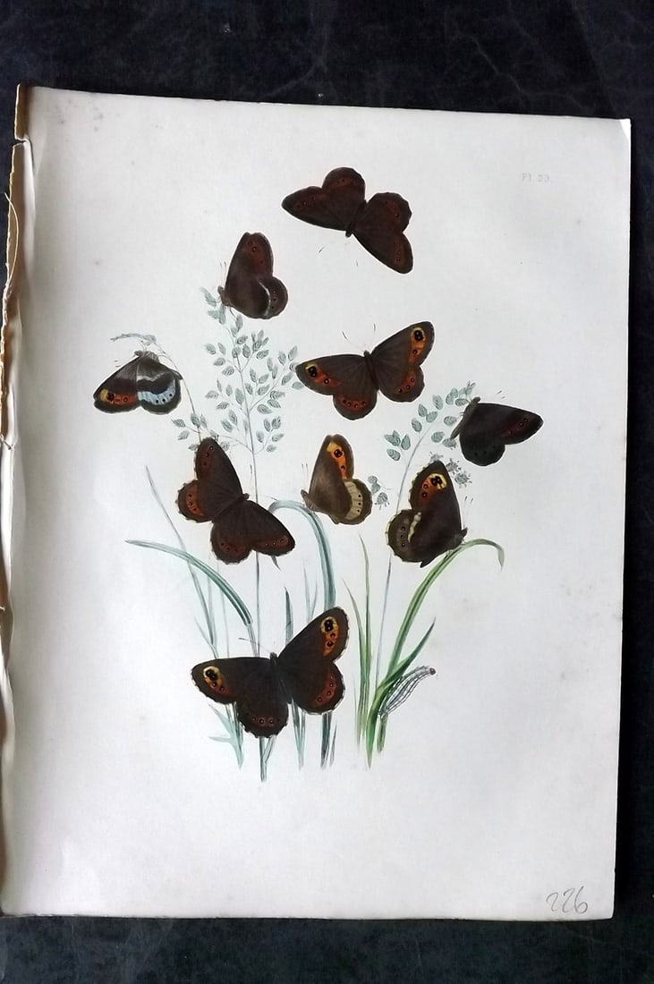 Humphreys & Westwood 1849 Antique Hand Col Butterfly Print 23: Hand Colored Lithograph Published 1849, London for "British Butterflies and their Transformations" by Henry Noel Humphreys & Joseph Westwood. Paper Size: 11 x 8 inch (28 x 21cm) Minor background tonin