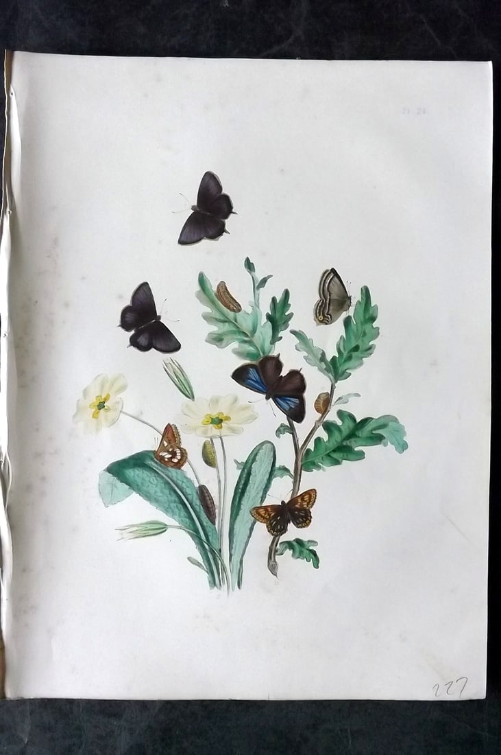 Humphreys & Westwood 1849 Antique Hand Col Butterfly Print 24: Hand Colored Lithograph Published 1849, London for "British Butterflies and their Transformations" by Henry Noel Humphreys & Joseph Westwood. Paper Size: 11 x 8 inch (28 x 21cm) Minor background tonin