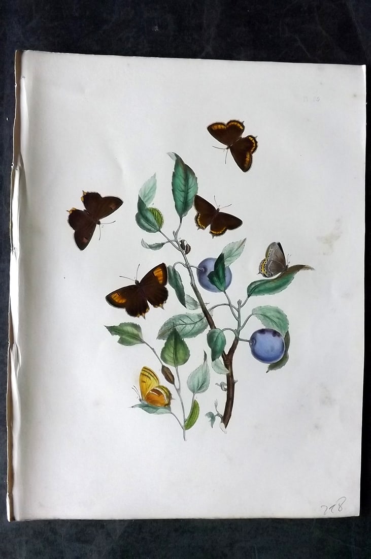 Humphreys & Westwood 1849 Antique Hand Col Butterfly Print 25: Hand Colored Lithograph Published 1849, London for "British Butterflies and their Transformations" by Henry Noel Humphreys & Joseph Westwood. Paper Size: 11 x 8 inch (28 x 21cm) Minor background tonin