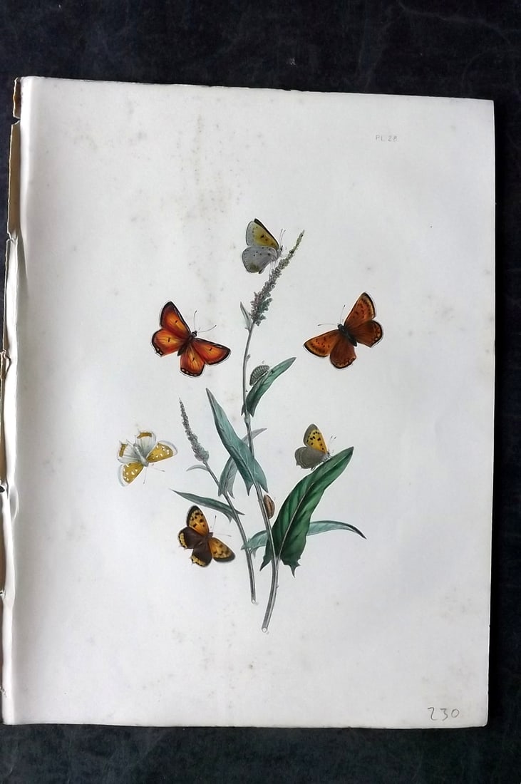 Humphreys & Westwood 1849 Antique Hand Col Butterfly Print 28 (1 of 1)
