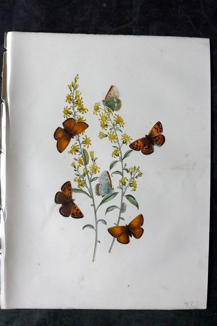 Humphreys & Westwood 1849 Antique Hand Col Butterfly Print 30: Hand Colored Lithograph Published 1849, London for "British Butterflies and their Transformations" by Henry Noel Humphreys & Joseph Westwood. Paper Size: 11 x 8 inch (28 x 21cm) Minor background tonin