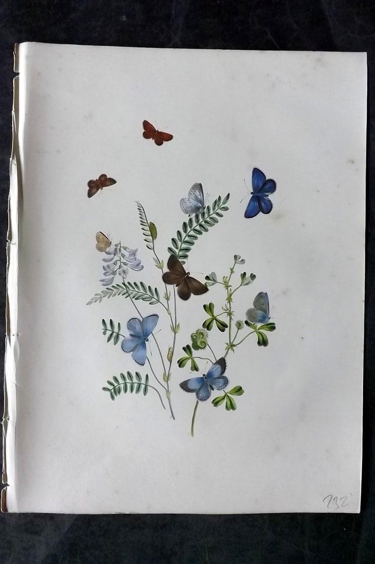 Humphreys & Westwood 1849 Antique Hand Col Butterfly Print 31: Hand Colored Lithograph Published 1849, London for "British Butterflies and their Transformations" by Henry Noel Humphreys & Joseph Westwood. Paper Size: 11 x 8 inch (28 x 21cm) Minor background tonin