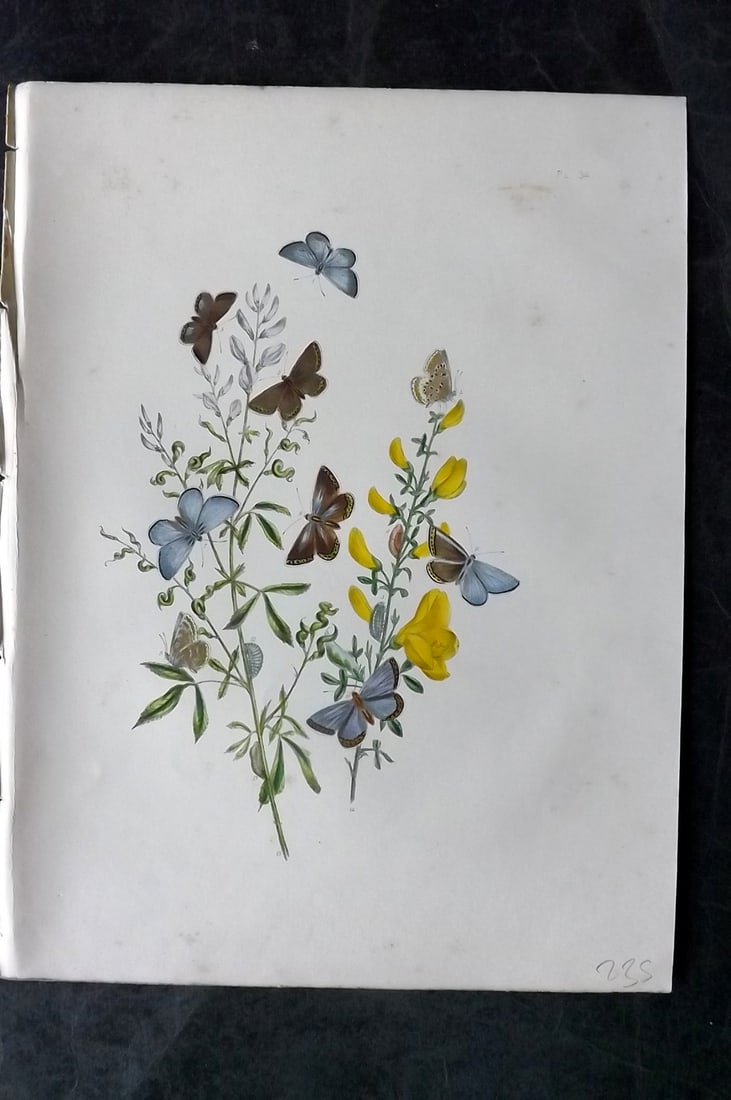 Humphreys & Westwood 1849 Antique Hand Col Butterfly Print 34: Hand Colored Lithograph Published 1849, London for "British Butterflies and their Transformations" by Henry Noel Humphreys & Joseph Westwood. Paper Size: 11 x 8 inch (28 x 21cm) Minor background tonin
