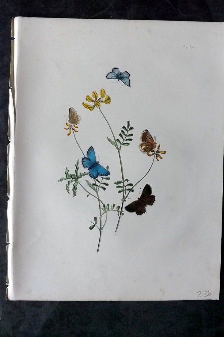 Humphreys & Westwood 1849 Antique Hand Col Butterfly Print 35: Hand Colored Lithograph Published 1849, London for "British Butterflies and their Transformations" by Henry Noel Humphreys & Joseph Westwood. Paper Size: 11 x 8 inch (28 x 21cm) Minor background tonin