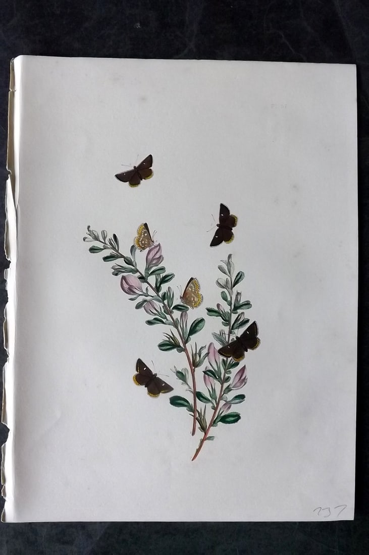Humphreys & Westwood 1849 Antique Hand Col Butterfly Print 37: Hand Colored Lithograph Published 1849, London for "British Butterflies and their Transformations" by Henry Noel Humphreys & Joseph Westwood. Paper Size: 11 x 8 inch (28 x 21cm) Minor background tonin