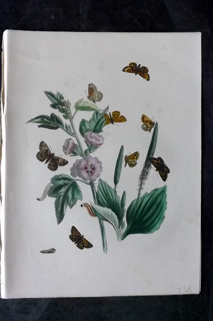 Humphreys & Westwood 1849 Antique Hand Col Butterfly Print 39: Hand Colored Lithograph Published 1849, London for "British Butterflies and their Transformations" by Henry Noel Humphreys & Joseph Westwood. Paper Size: 11 x 8 inch (28 x 21cm) Minor background tonin