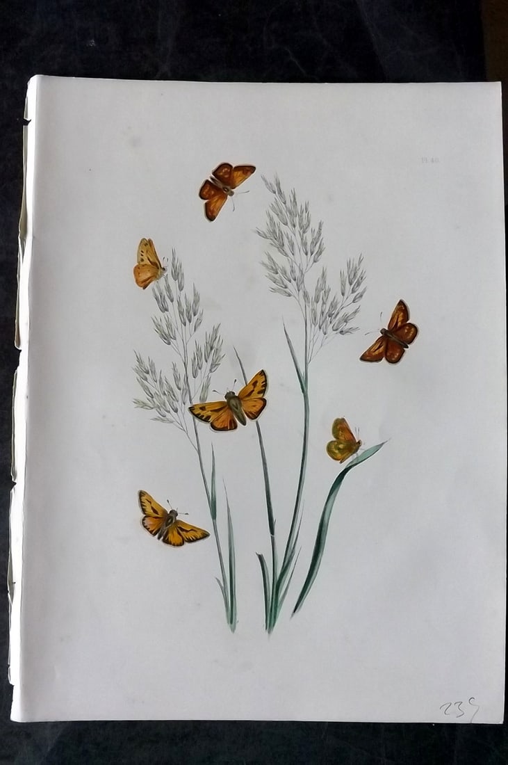 Humphreys & Westwood 1849 Antique Hand Col Butterfly Print 40: Hand Colored Lithograph Published 1849, London for "British Butterflies and their Transformations" by Henry Noel Humphreys & Joseph Westwood. Paper Size: 11 x 8 inch (28 x 21cm) Minor background tonin