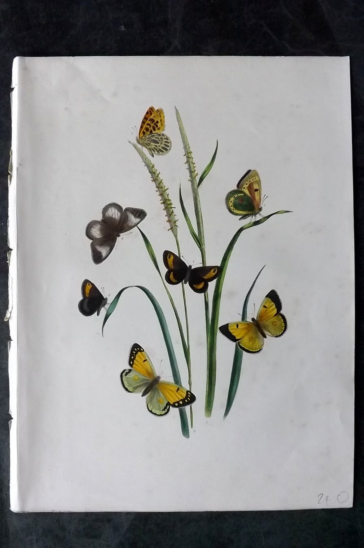 Humphreys & Westwood 1849 Antique Hand Col Butterfly Print 42: Hand Colored Lithograph Published 1849, London for "British Butterflies and their Transformations" by Henry Noel Humphreys & Joseph Westwood. Paper Size: 11 x 8 inch (28 x 21cm) Minor background tonin