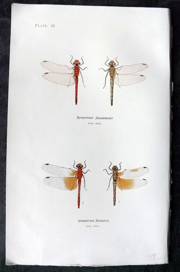 Lucas - British Dragonflies 1899 Print. Sympetrum Fonscolombii & Flaveolum 02: Lithograph Published 1899, London for "British Dragonflies" by William John Lucas. Paper Size: 8.5 x 5.5 inch (22 x 14cm) Good Condition