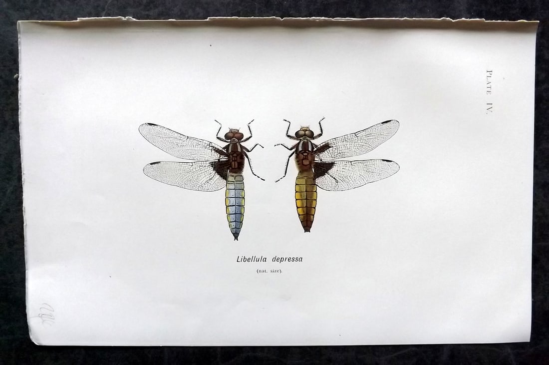 Lucas - British Dragonflies 1899 Print. Libellula Depressa 04: Lithograph Published 1899, London for "British Dragonflies" by William John Lucas. Paper Size: 8.5 x 5.5 inch (22 x 14cm) Good Condition