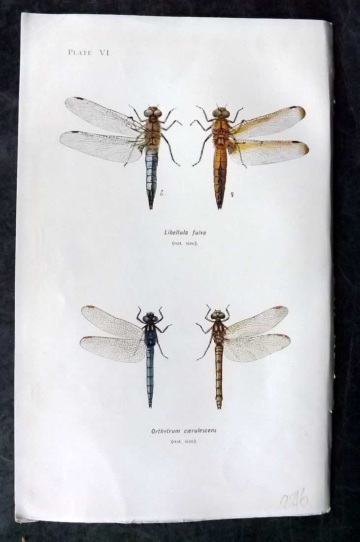 Lucas - British Dragonflies 1899 Print. Libellula Fulva & Orthetrum Caeulescens 06: Lithograph Published 1899, London for "British Dragonflies" by William John Lucas. Paper Size: 8.5 x 5.5 inch (22 x 14cm) Good Condition