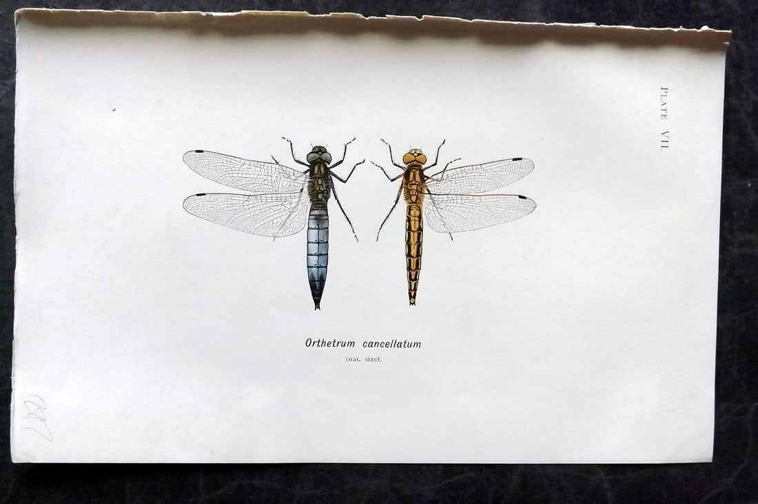 Lucas - British Dragonflies 1899 Print. Orthetrum Cancellatum 07: Lithograph Published 1899, London for "British Dragonflies" by William John Lucas. Paper Size: 8.5 x 5.5 inch (22 x 14cm) Good Condition