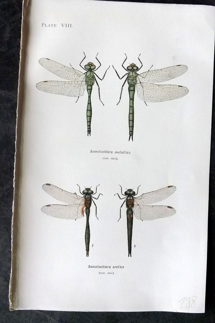 Lucas - British Dragonflies 1899 Print. Somatochlora Metallica & Arctica 08: Lithograph Published 1899, London for "British Dragonflies" by William John Lucas. Paper Size: 8.5 x 5.5 inch (22 x 14cm) Good Condition