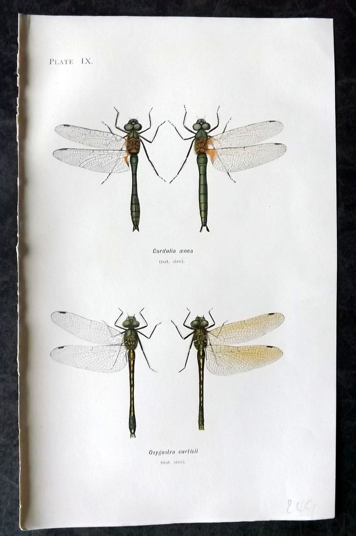 Lucas - British Dragonflies 1899 Print. Cordulia Aenea & Oxygastra Curtisii 09: Lithograph Published 1899, London for "British Dragonflies" by William John Lucas. Paper Size: 8.5 x 5.5 inch (22 x 14cm) Good Condition