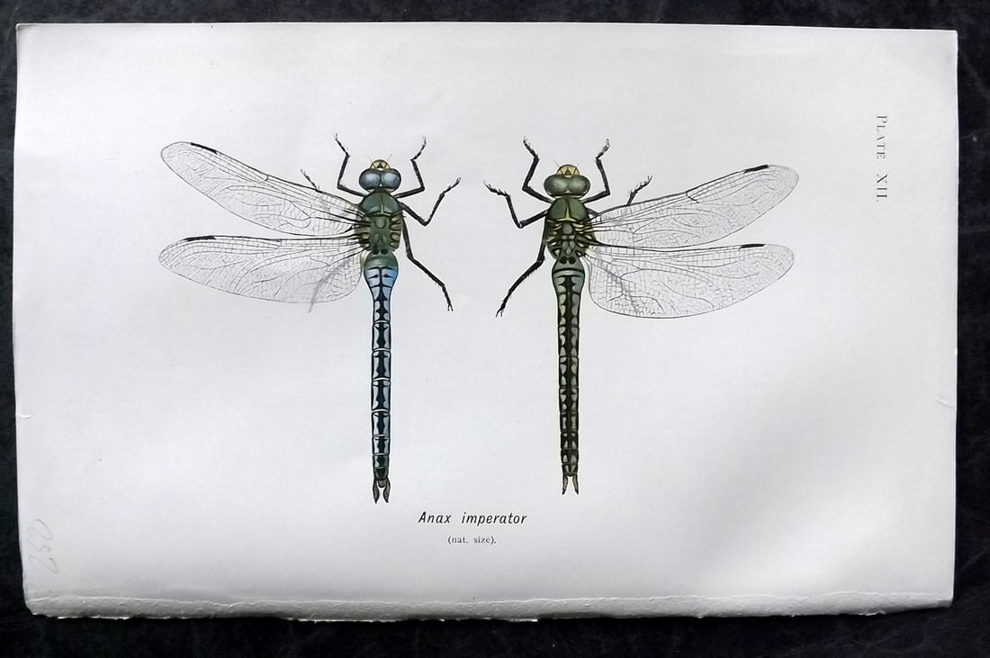 Lucas - British Dragonflies 1899 Print. Anax Imperator 12: Lithograph Published 1899, London for "British Dragonflies" by William John Lucas. Paper Size: 8.5 x 5.5 inch (22 x 14cm) Good Condition