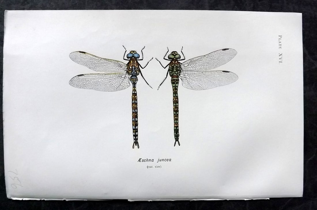 Lucas - British Dragonflies 1899 Print. Aeschna Juncea 16: Lithograph Published 1899, London for "British Dragonflies" by William John Lucas. Paper Size: 8.5 x 5.5 inch (22 x 14cm) Good Condition