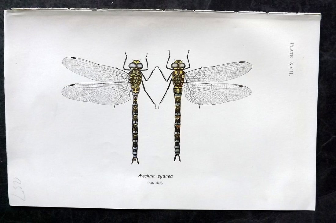Lucas - British Dragonflies 1899 Print. Aeschna Cyanea 17: Lithograph Published 1899, London for "British Dragonflies" by William John Lucas. Paper Size: 8.5 x 5.5 inch (22 x 14cm) Good Condition