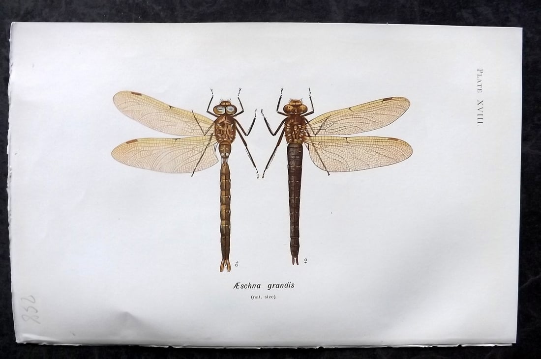 Lucas - British Dragonflies 1899 Print. Aeschna Grandis 18: Lithograph Published 1899, London for "British Dragonflies" by William John Lucas. Paper Size: 8.5 x 5.5 inch (22 x 14cm) Good Condition