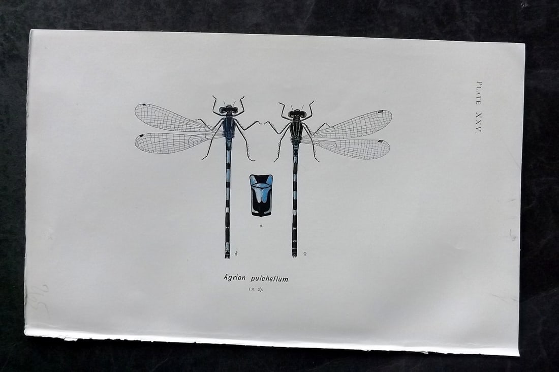 Lucas - British Dragonflies 1899 Print. Agrion Pulchellum 25: Lithograph Published 1899, London for "British Dragonflies" by William John Lucas. Paper Size: 8.5 x 5.5 inch (22 x 14cm) Good Condition