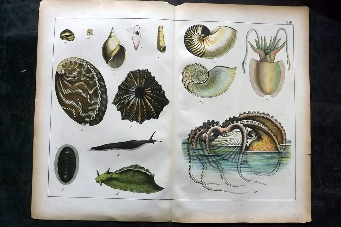 Schubert, Gotthilf C1880 Folio Print. Shells, Cuttlefish, Giant Squid 23 (1 of 1)