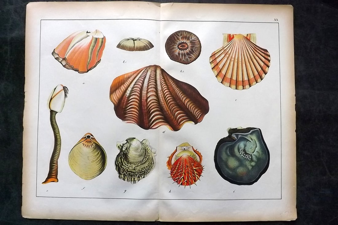 Schubert, Gotthilf C1880 Folio Print. Shells 20 (1 of 1)