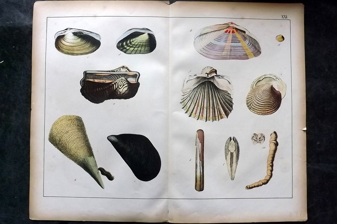 Schubert, Gotthilf C1880 Folio Print. Shells 21 (1 of 1)