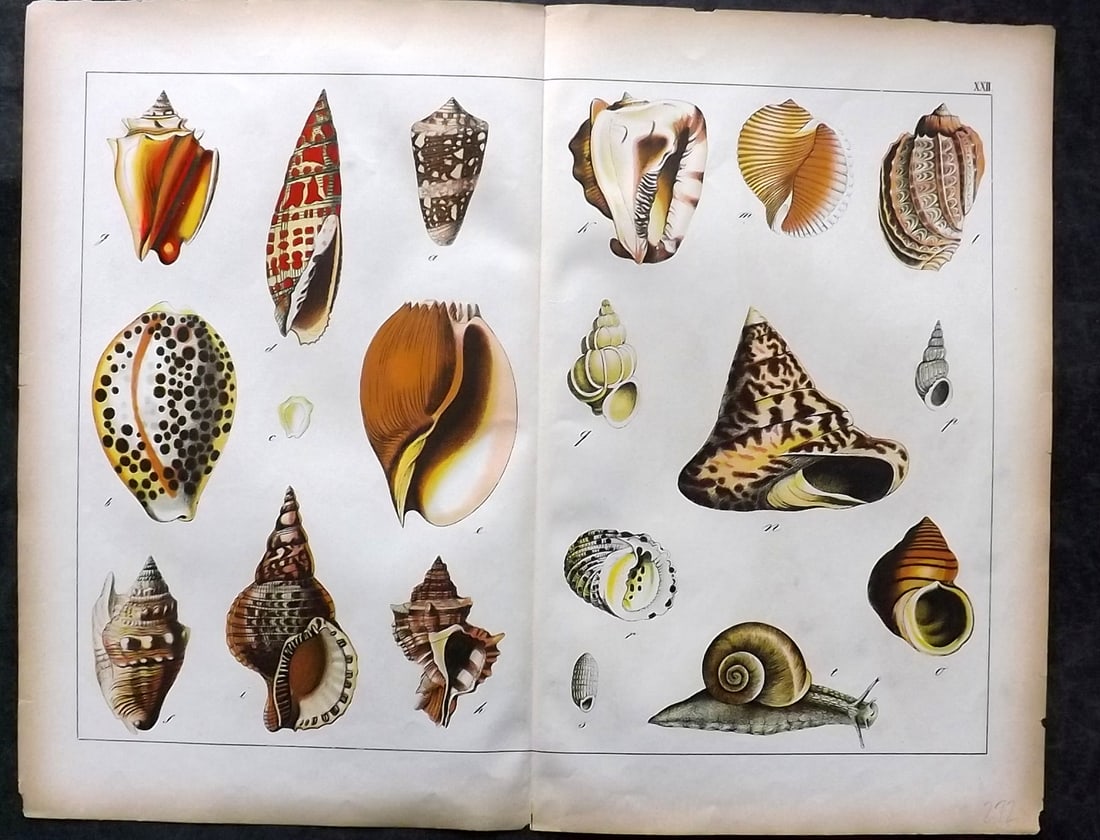 Schubert, Gotthilf C1880 Folio Print. Shells 22 (1 of 1)