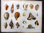 Schubert, Gotthilf C1880 Folio Print. Shells 22