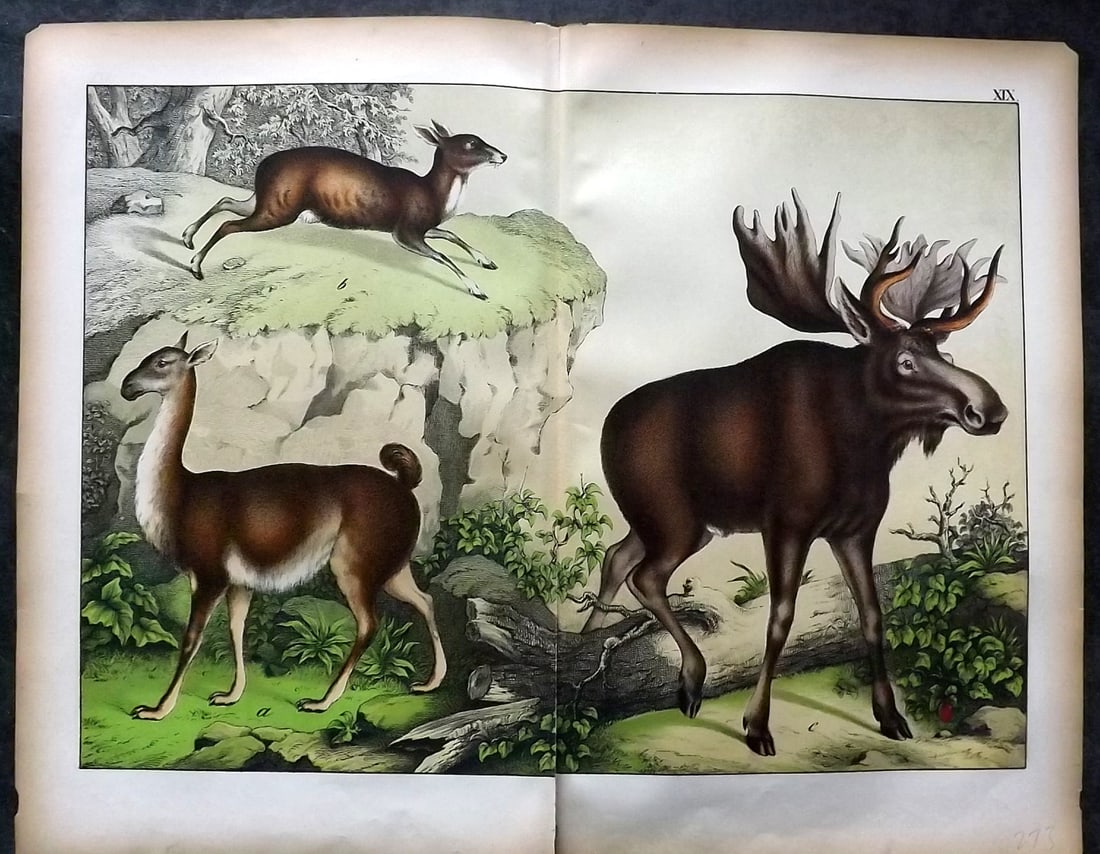 Schubert, Gotthilf C1880 Folio Print. Elk, Llama 19 (1 of 1)