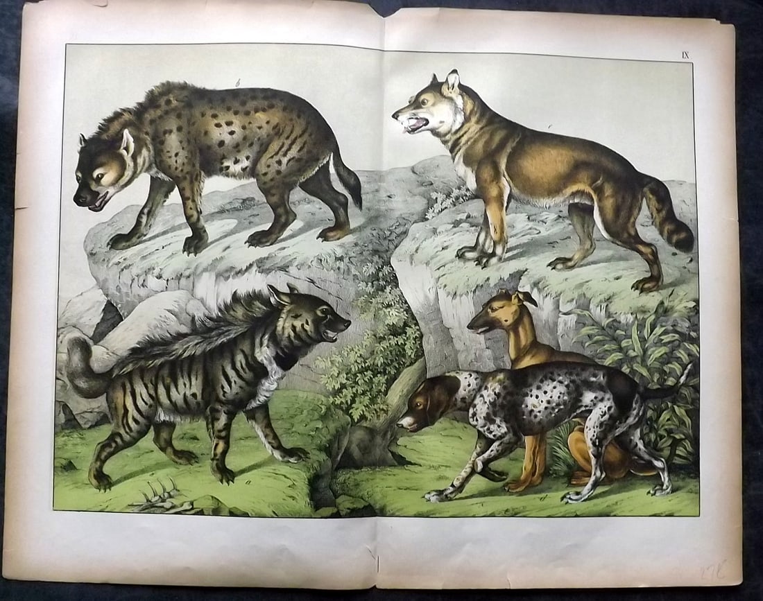 Schubert, Gotthilf C1880 Folio Print. Hyena, Wolf, Dogs 09: Folio Lithograph Published C1880, Hecklingen & Munich for "Le Regne Animal" by Gotthilf Heinrich von Schubert. Centre fold as published. Paper Size: 16 x 12.5 ich (40 x 32cm) A few tiny margin edge te