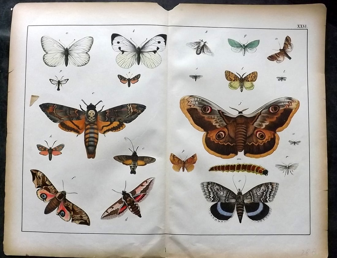 Schubert, Gotthilf C1880 Folio Print. Butterfly & Moths 26 (1 of 1)