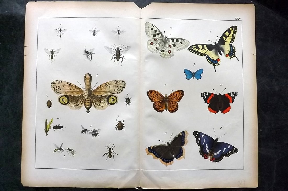 Schubert, Gotthilf C1880 Folio Print. Butterflies & Insects 25 (1 of 1)