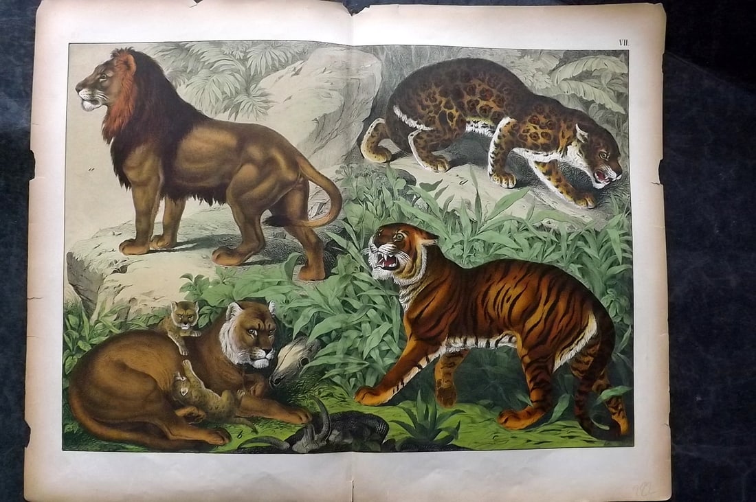 Schubert, Gotthilf C1880 Folio Print. Tiger, Lion,Lionness, Jaguar 07: Folio Lithograph Published C1880, Hecklingen & Munich for "Le Regne Animal" by Gotthilf Heinrich von Schubert. Centre fold as published. Paper Size: 16 x 12.5 ich (40 x 32cm) Tiny chips to margins. Go